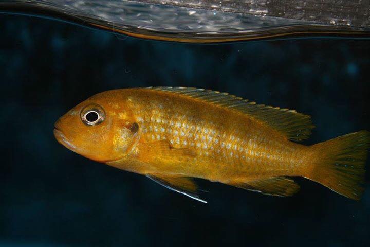 Chindongo heteropictus 'Chizumulu Island'